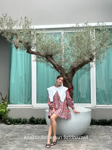 Newclear Hansa sits beside an olive tree in a white planter.