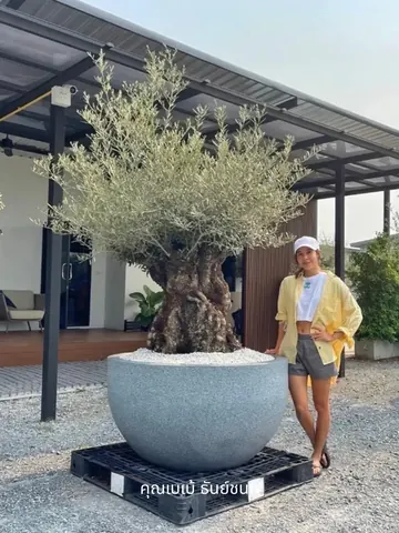 Bebe Thanchanok Rittinaka stands beside an olive tree in a large round planter.