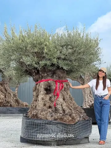 Cherry Khemupsorn Sirisukha stands beside a large olive tree with a red ribbon around its trunk.