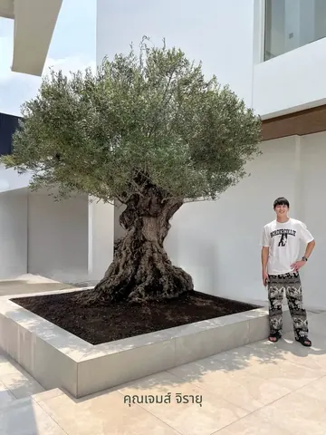 James Jirayu Tangsrisuk stands beside a large olive tree in a raised square planter.