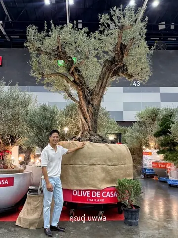 Tu Noppol Komarachun leans against the wrapped root ball of a large olive tree.