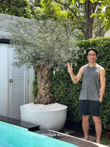 Kong Huayrai stands beside an olive tree in a white planter.