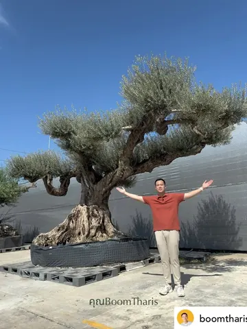 BoomTharis stands beside the wrapped root ball of a large olive tree.
