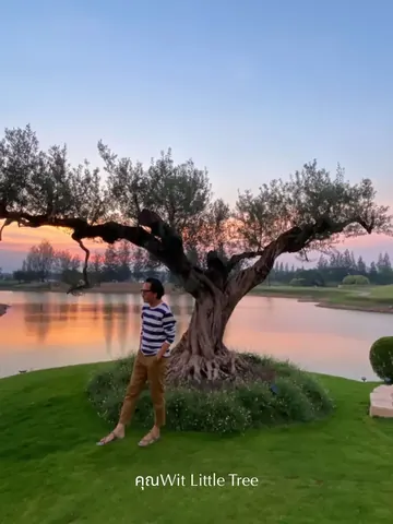 Wit Little Tree stands beside a broad olive tree.