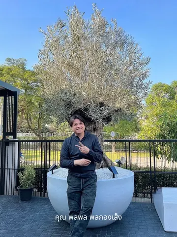 Palaphol Pholkongseng stands in front of an olive tree in a large white round planter.
