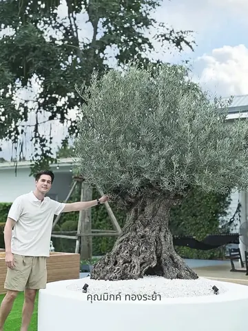 Mik Thongraya stands beside a large olive tree in a wide white planter.