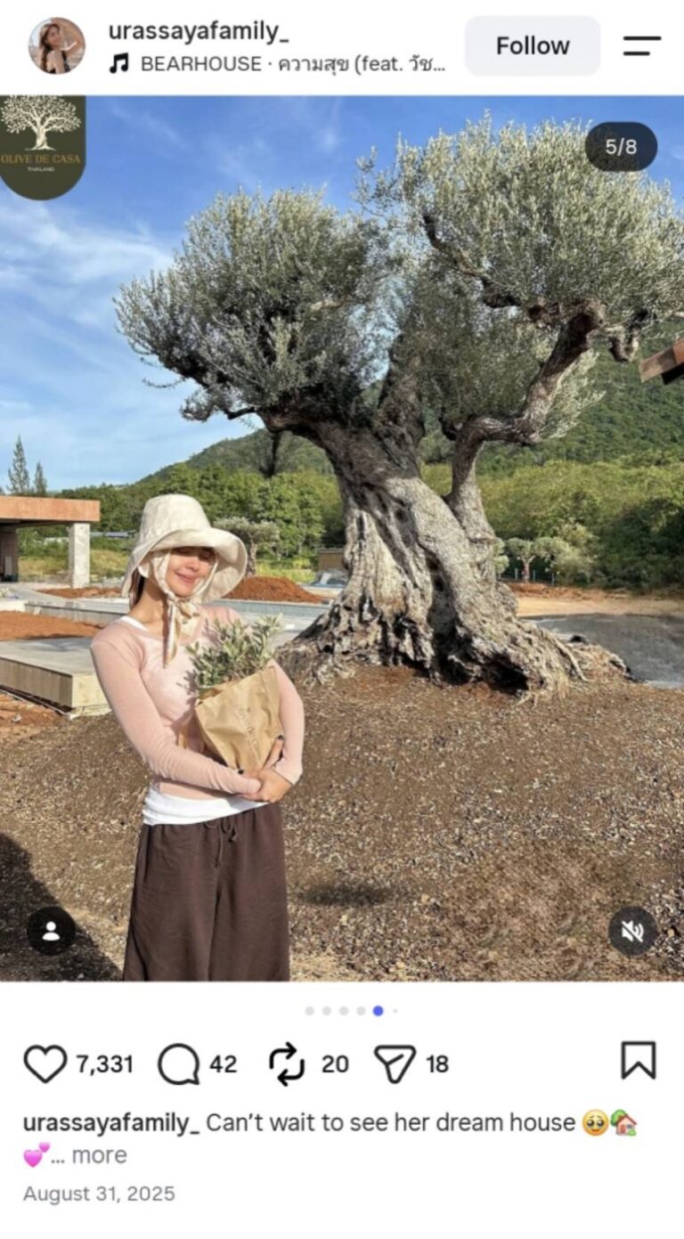 คุณญาญ่า อุรัสยากับต้นโอลีฟ Farga หลังลงปลูกและมีใบเติบโตเต็มทรงพุ่ม