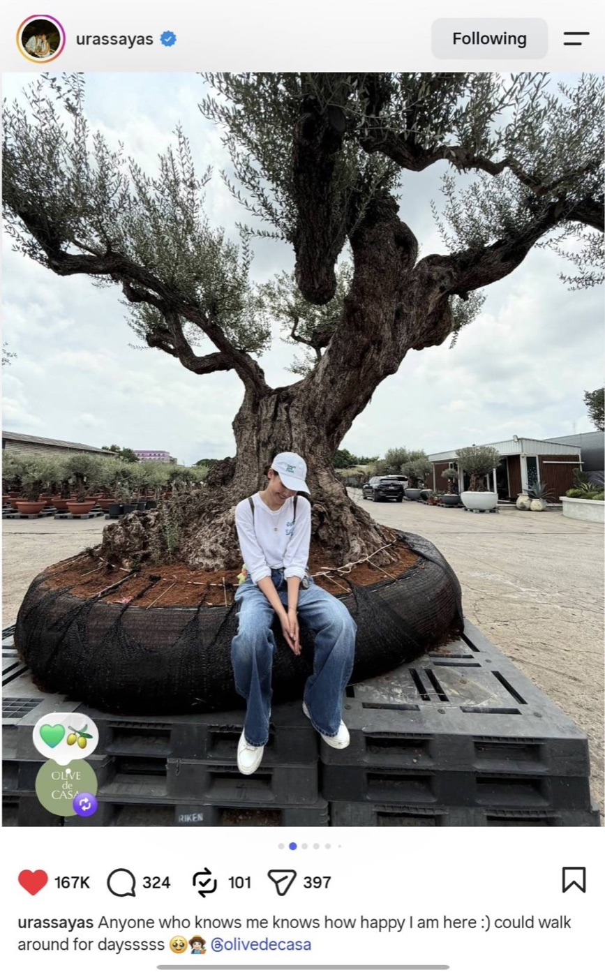 คุณญาญ่า อุรัสยาเลือกต้นโอลีฟ Farga อายุมากกว่า 1,000 ปีที่สวน Olive De Casa